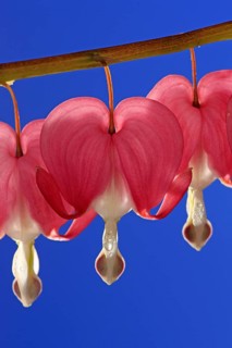 Bleeding heart (Lamprocapnos (Lamprocapnos spectabilis) (Dicentra spectabilis) spectabilis)