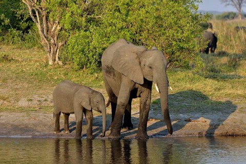 Elephant (Loxodonta africana) with calf on the Cuando River, Bwabwata National Park, Zambezi