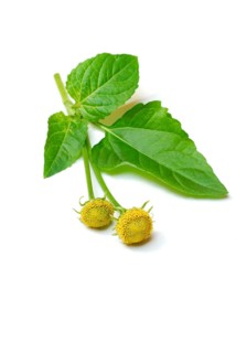 Paracress (Spilanthes oleracea) (Acmella oleracea), tingling button, toothache plant