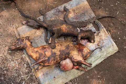 Bushmeat, Mangamba, Littoral Province, Cameroon, Africa