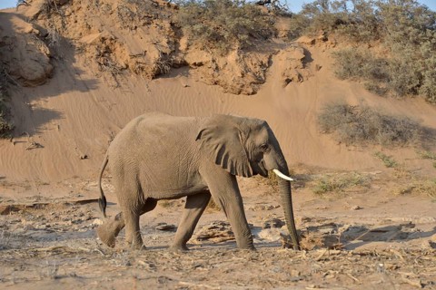 Desert elephant, African elephant (Loxodonta africana), mining with his beak to water, dry riverbed