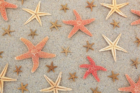 Starfish, starfish