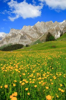 Tall buttercup ( Ranunculus acris) Alpstein massif with Säntis, Appenzell, Switzerland, Europe