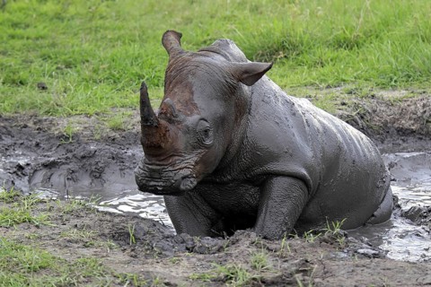White rhinoceros (Ceratotherium simum) taking a mud bath, Sabi Sabi Game Reserve, Kruger National