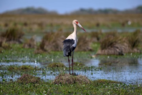 Maguari stork (Ciconia maguari), Cambyretá, Esteros del Iberá, Corrientes Province, Argentina,