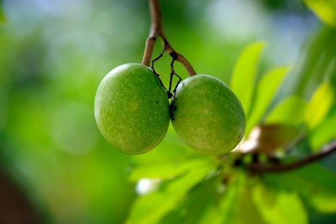 Pong Pong, Kota Kinabalu, Sabah, Borneo, Malaysia (Cerbera odollam)