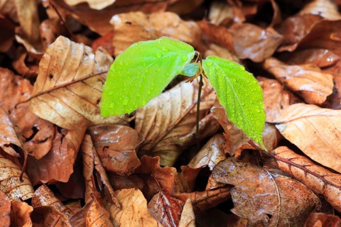 European beech ( Fagus sylvaticia) , beech, seedling, Switzerland, Europe