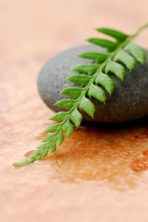 Stone and fern leaf
