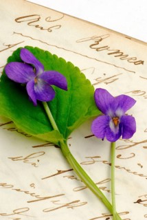 Scented violet on book with old manuscript, March violet, Wood violet (Viola odorata)