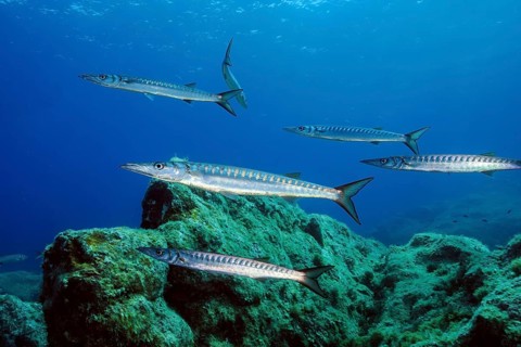 Small school of European barracuda (Sphyraena sphyraena) in marine protected area Area Marina