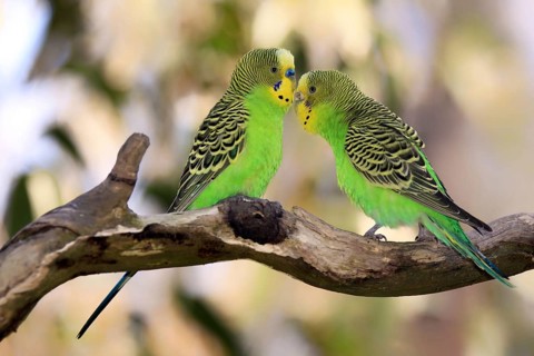 Budgerigars (Melopsittacus undulatus), pair, Alice Springs, Australia, Oceania