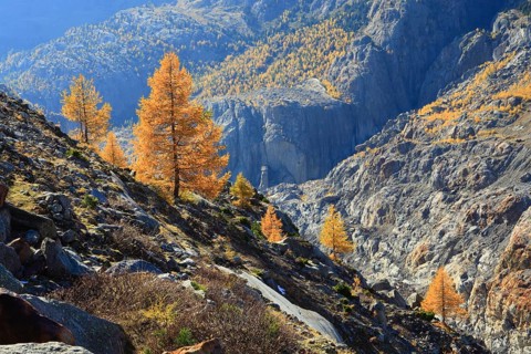 European larches ( Larix decidua) Aletsch region, Valais, Switzerland, Europe