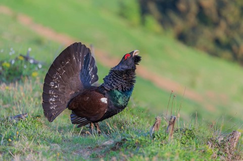 Western capercaillie (Tetrao urogallus) courting, Kalkalpen National Park, Upper Austria, Austria,