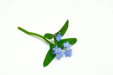 Forget-me-not (Myosotis sylvatica), Memorial