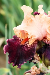 Beautiful multicolored iris flower bloom in the garden. Close up, fragility and summer concept