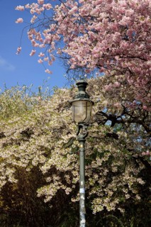 Hamburg, Alster, Frühling, Japanische Blütenkirsche