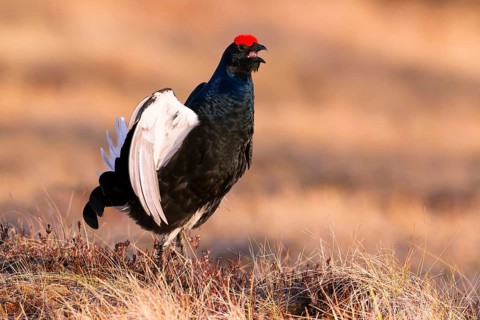 Black grouse, Lyrurus tetrix, Tetrao tetrix, Bavaria, Bavaria, Federal Republic of Germany