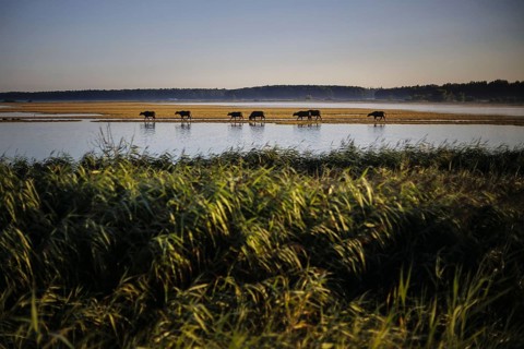 Young bulls run across a flooded pasture near Born am Darß shortly after sunrise. Born, 06.08.2024