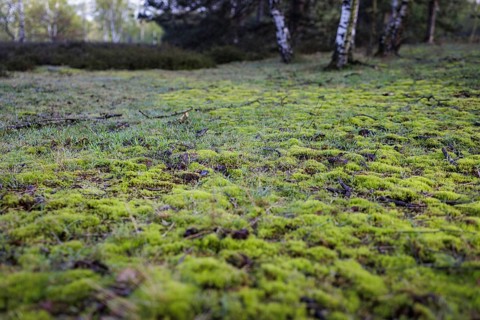 Forest floor with moss in the Hohe Ward nature reserve in Münster, 08/04/2024