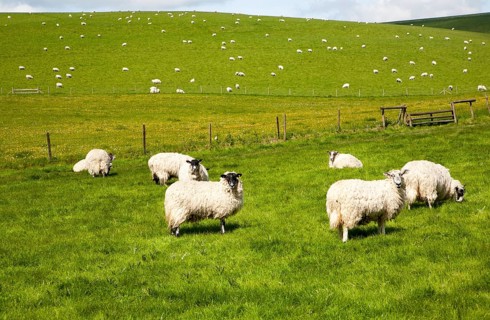 Flock of sheep grazing on calcareous grassland of chalk downland on Milk Hill, the Marlborough