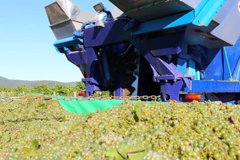 Grape grape harvest with full harvester in the district of Bad Dürkheim, Rhineland-Palatinate