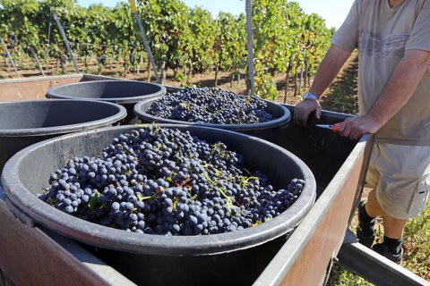 Grape grape harvest: Hand-picking Pinot Noir grapes in a vineyard in the Palatinate