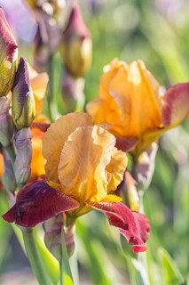 Colorful orange and red irises in a botanical garden