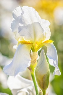 Colorful yellow and white irises in a botanical garden