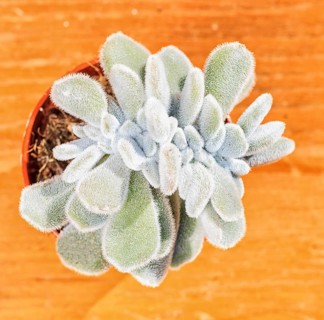 Beautiful little plant, succulent in a small flower pot. on the wooden background