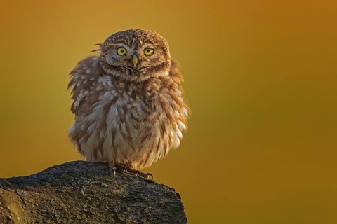 Little owl (Athene noctua) preying, lying in wait at sunset, plumage care, fluffed up up, plumage,