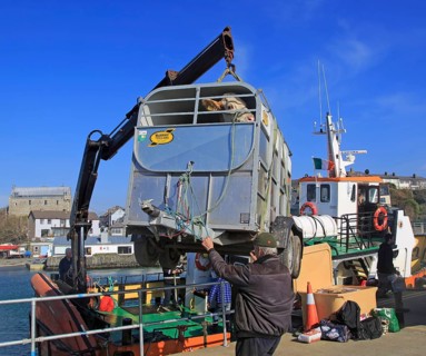 Cow being unloaded from Cape Clear ferry Baltimore harbour, County Cork, Ireland, Irish Republic,