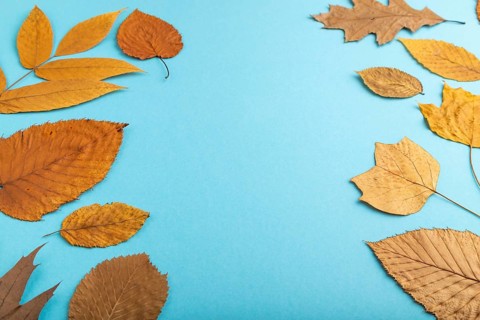 Composition with yellow and brown autumn leaves on blue pastel background. side view, still life,