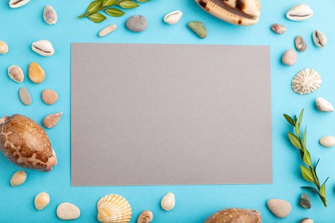 Composition with gray paper sheet, seashells, green boxwood. mockup on blue pastel background.