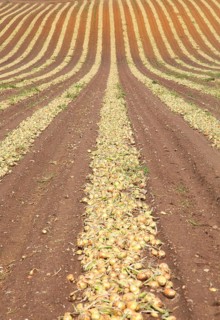 Lines of onions harvested from field, Wantisden, Suffolk, England, UK