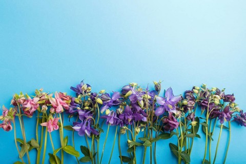 Pink and purple columbine flowers on pastel blue background. Morninig, spring, fashion composition.