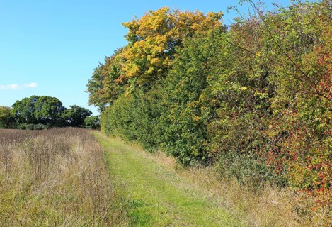 Autumn colours hedgerow bushes and trees path by field, Hoo, Suffolk, England, UK