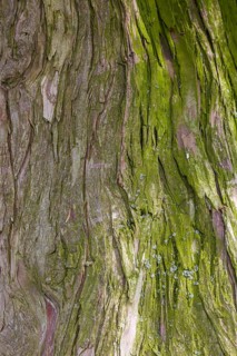 Tree bark, tree trunk, background, texture, North Rhine-Westphalia, Germany, Europe