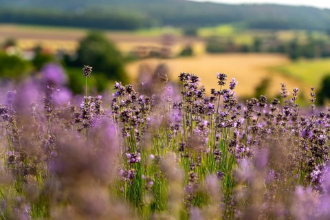 Lavender fields in East Westphalia Lippe, OWL, near the village of Fromhausen, near Detmold, the