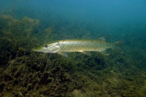 Pike (Esox lucius) Predatory fish in the lake lurking over aquatic plants (Elodea) for prey,