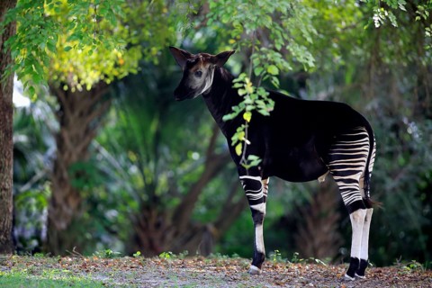 Okapi (Okapia johnstoni), adult alert, Africa, captive