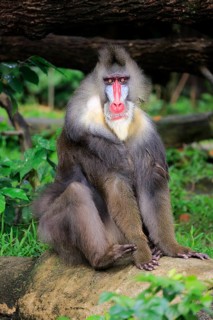 Mandrill (Mandrillus sphinx), adult, male