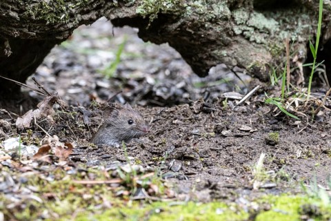 Bank vole (Myodes glareolus), Emsland, Lower Saxony, Germany, Europe
