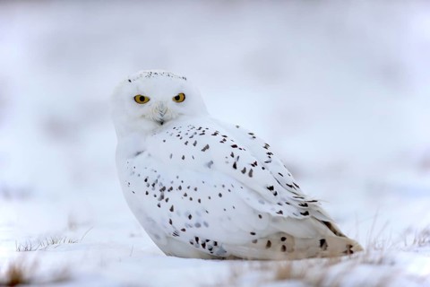 Snowy Owl, Snowy Owl (Nyctea scandiaca), adult resting in the snow, in winter, snow, Zdarske Vrchy,