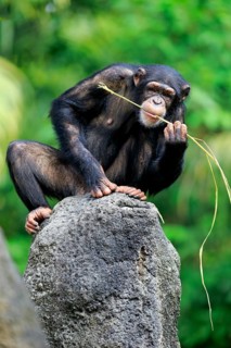 Chimpanzee (Pan troglodytes troglodytes), adult female, used, tool, eating termite mounds