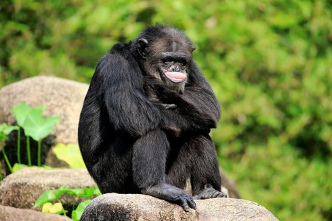 Chimpanzee (Pan troglodytes troglodytes), adult male resting, relaxed