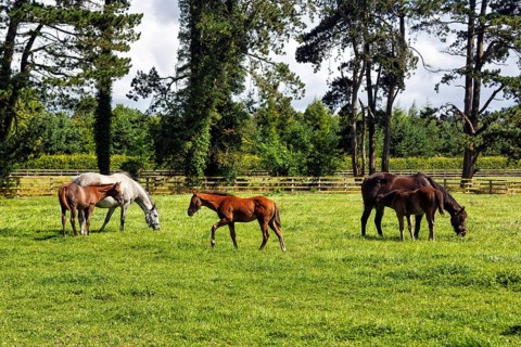 Thoroughbred horses and foals grazing in a meadow, Irish National Stud, The Irish National Stud &