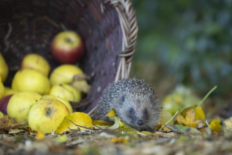 European hedgehog (Erinaceus europaeus) adult animal walking next to fallen garden apples collected