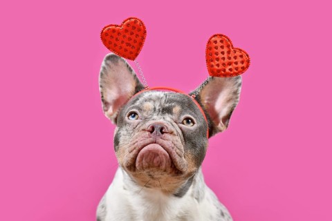 Merle French Bulldog dog wearing Valentine's Day headband with hearts on pink background