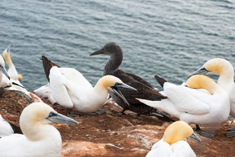 Northern gannet (Morus bassanus) (synonym: Sula bassana), several animals sitting on nests on red