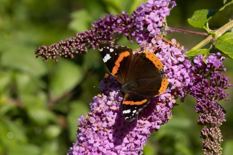 Red admiral butterfly (Vanessa atalanta) adult insect feeding on a purple garden Buddleja flower,